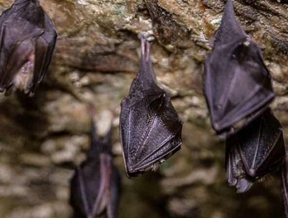 Control de murciélagos y fauna silvestre sinantrópica 