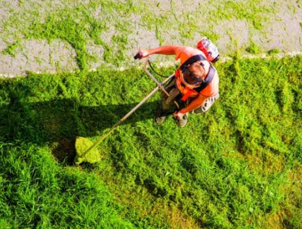 Mantenimiento (poda) de zonas verdes. 