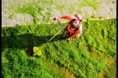 Mantenimiento (poda) de zonas verdes.