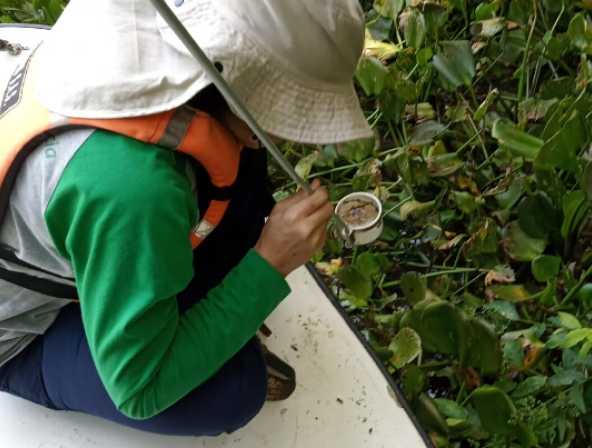 Monitoreo entomológico con informe técnico 
