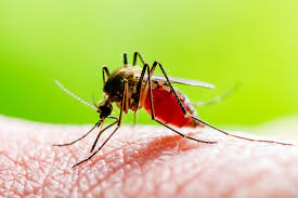 Mosquitos y enfermedades en temporada de lluvias: riesgos y control adecuado